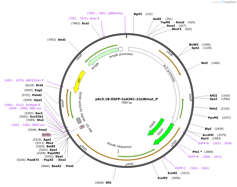 147226-plasmid-map-sequence-id-289673