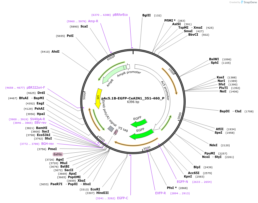 147228-plasmid-map-sequence-id-289675