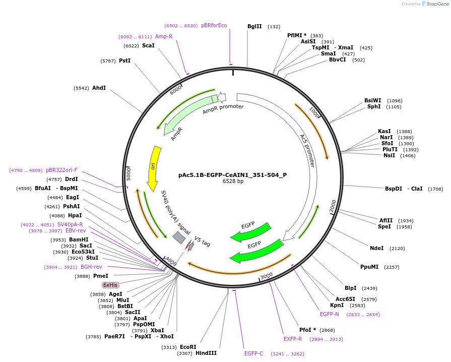 147229-plasmid-map-sequence-id-289676