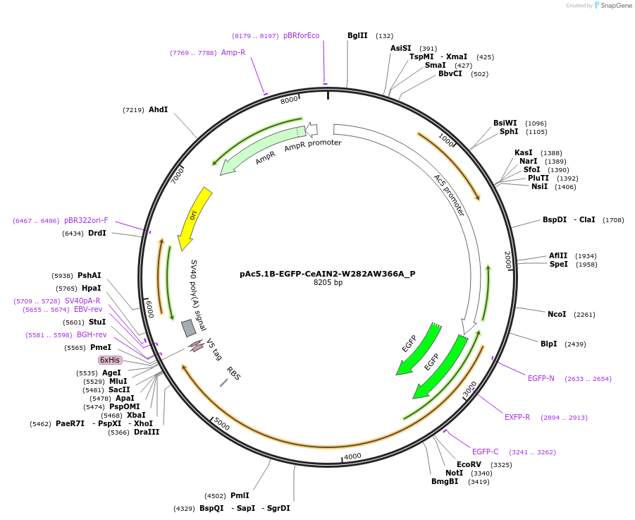 147233-plasmid-map-sequence-id-289680