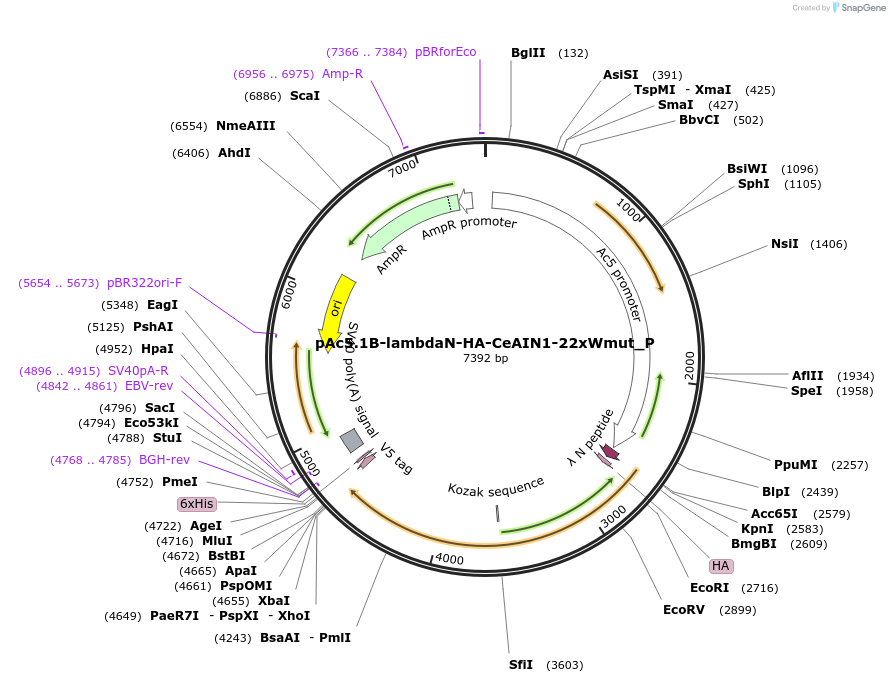 147237-plasmid-map-sequence-id-289684