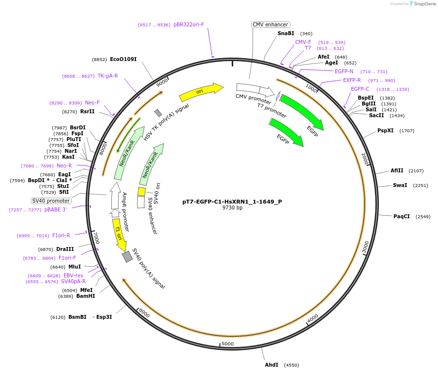 147248-plasmid-map-sequence-id-289695