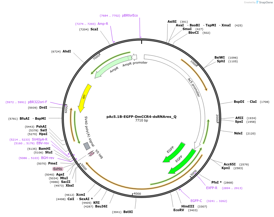 147255-plasmid-map-sequence-id-289702