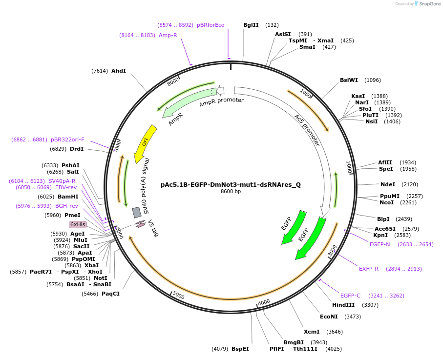 147263-plasmid-map-sequence-id-289710