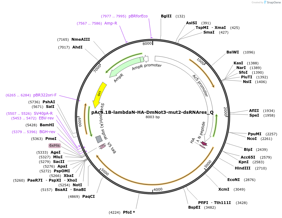 147283-plasmid-map-sequence-id-289730