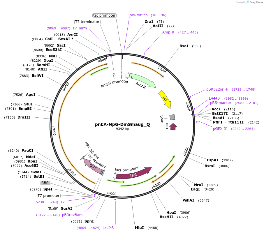 147290-plasmid-map-sequence-id-289737