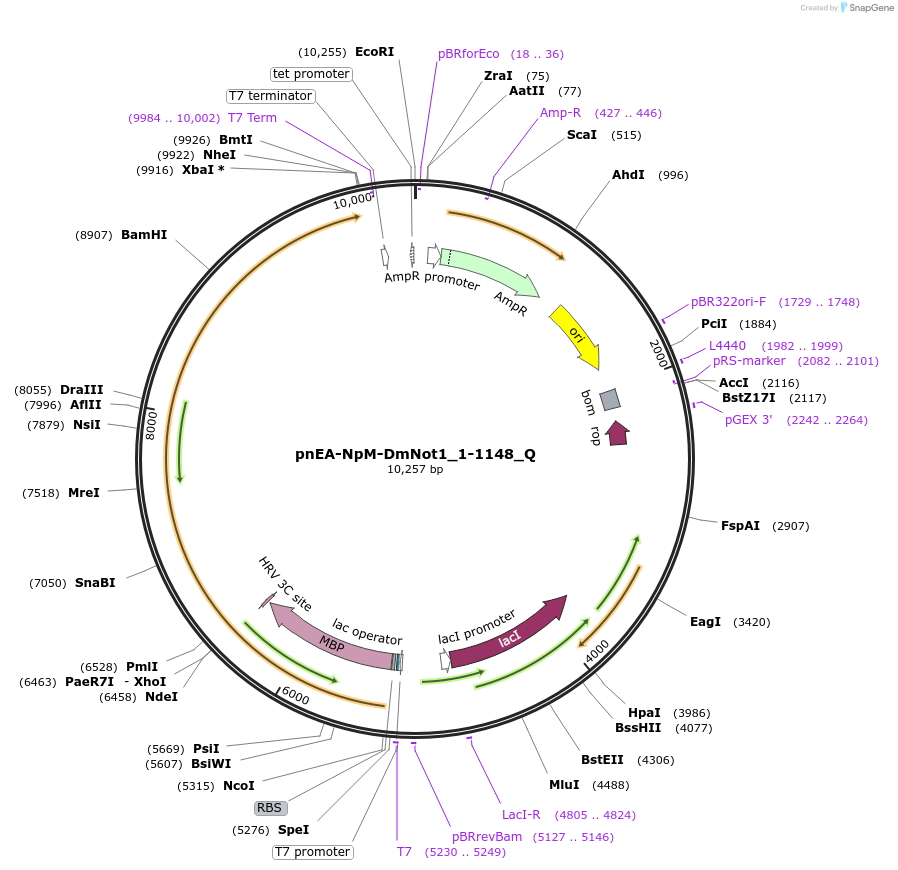 147306-plasmid-map-sequence-id-289753