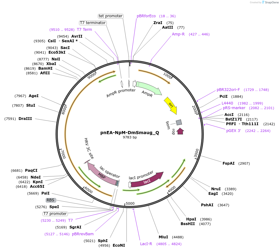 147308-plasmid-map-sequence-id-289755