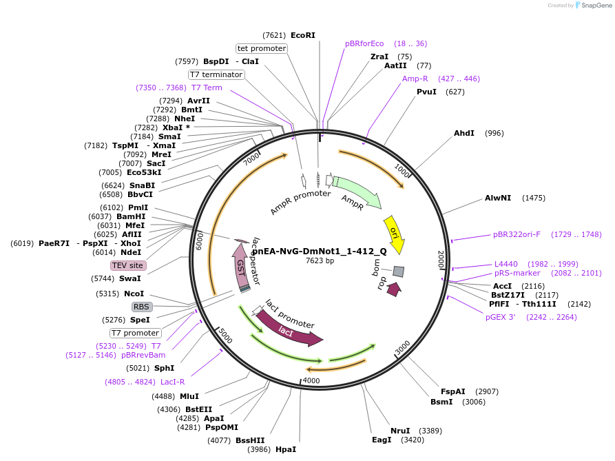 147317-plasmid-map-sequence-id-289764