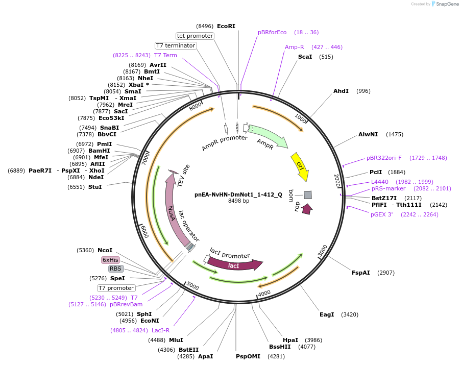 147319-plasmid-map-sequence-id-289766
