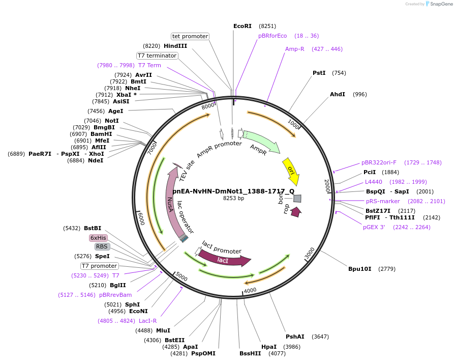 147320-plasmid-map-sequence-id-289767