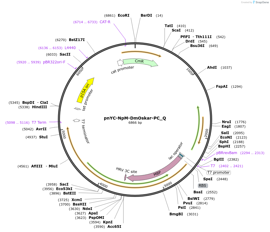 147323-plasmid-map-sequence-id-289770