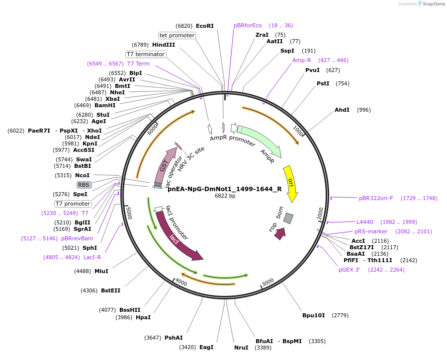 147355-plasmid-map-sequence-id-289802