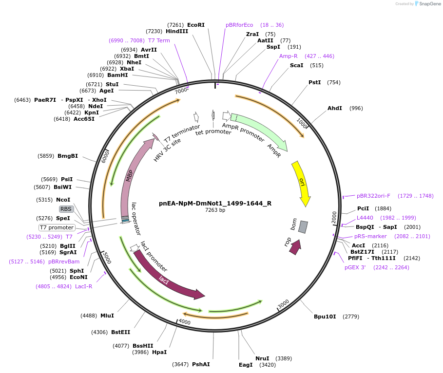 147357-plasmid-map-sequence-id-289804