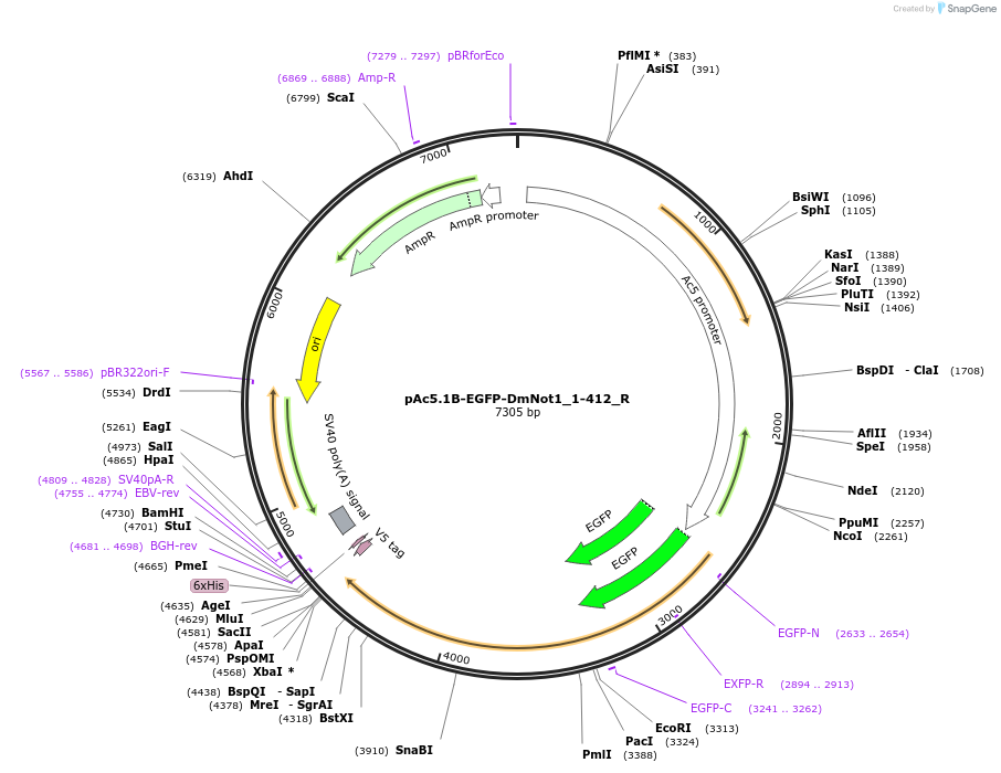 147417-plasmid-map-sequence-id-289864