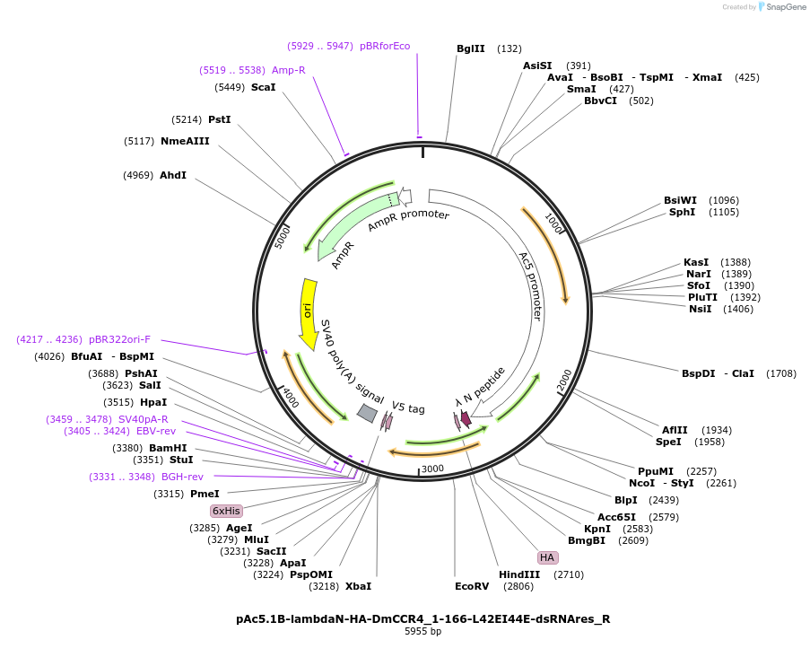 147426-plasmid-map-sequence-id-289873