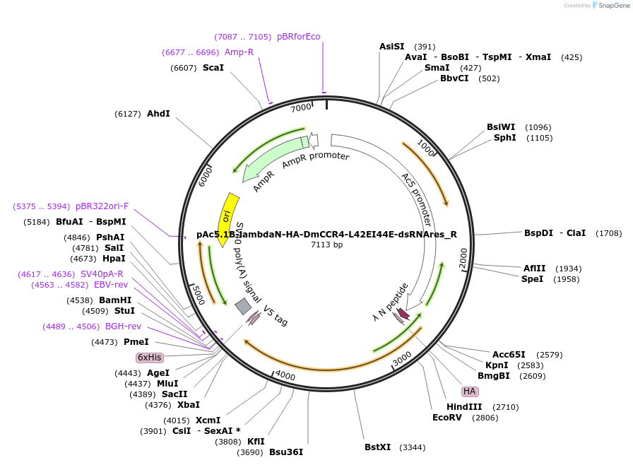 147429-plasmid-map-sequence-id-289876