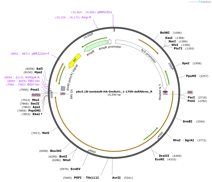147430-plasmid-map-sequence-id-289877
