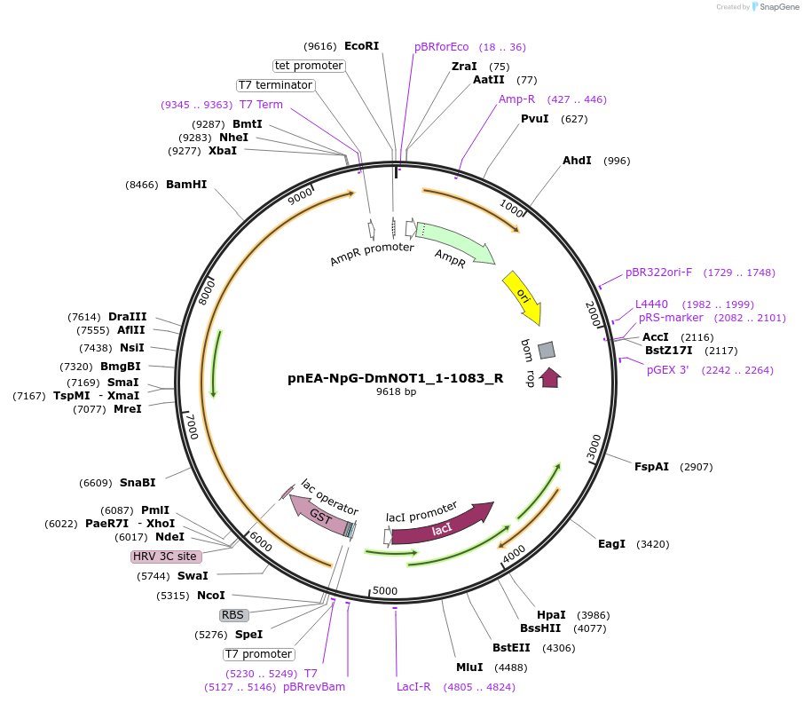 147441-plasmid-map-sequence-id-289888