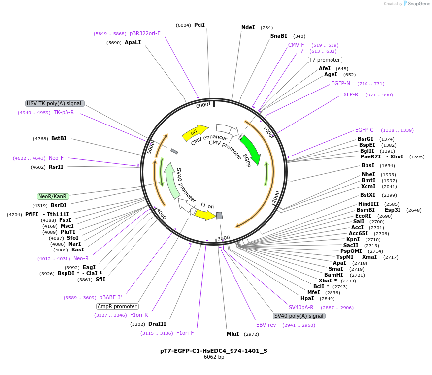 147452-plasmid-map-sequence-id-289899