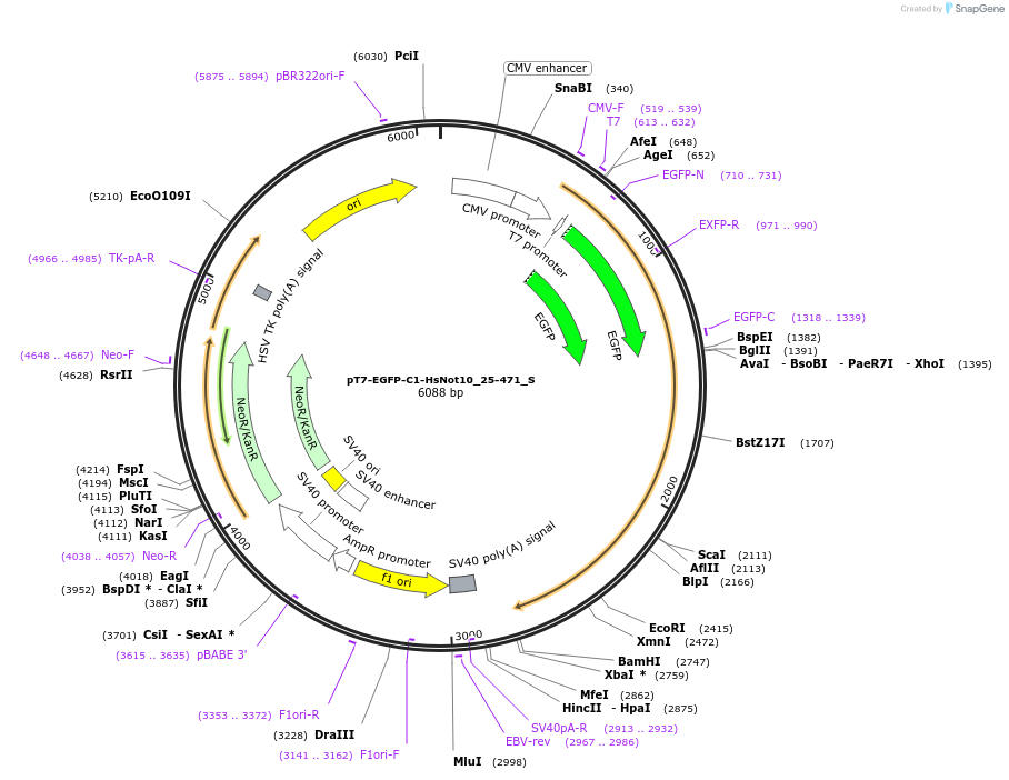 147453-plasmid-map-sequence-id-289900