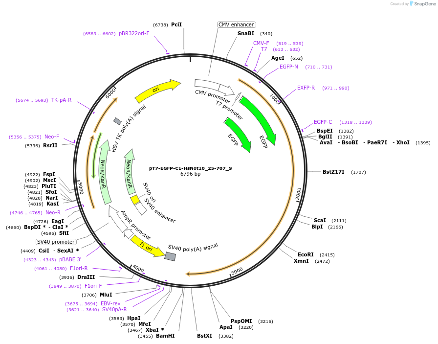 147454-plasmid-map-sequence-id-289901