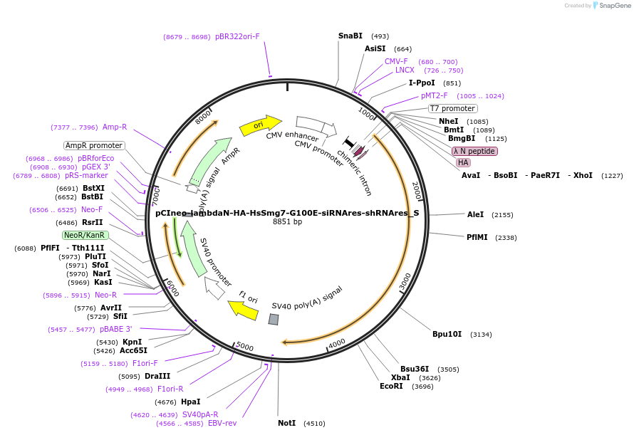 147461-plasmid-map-sequence-id-289908