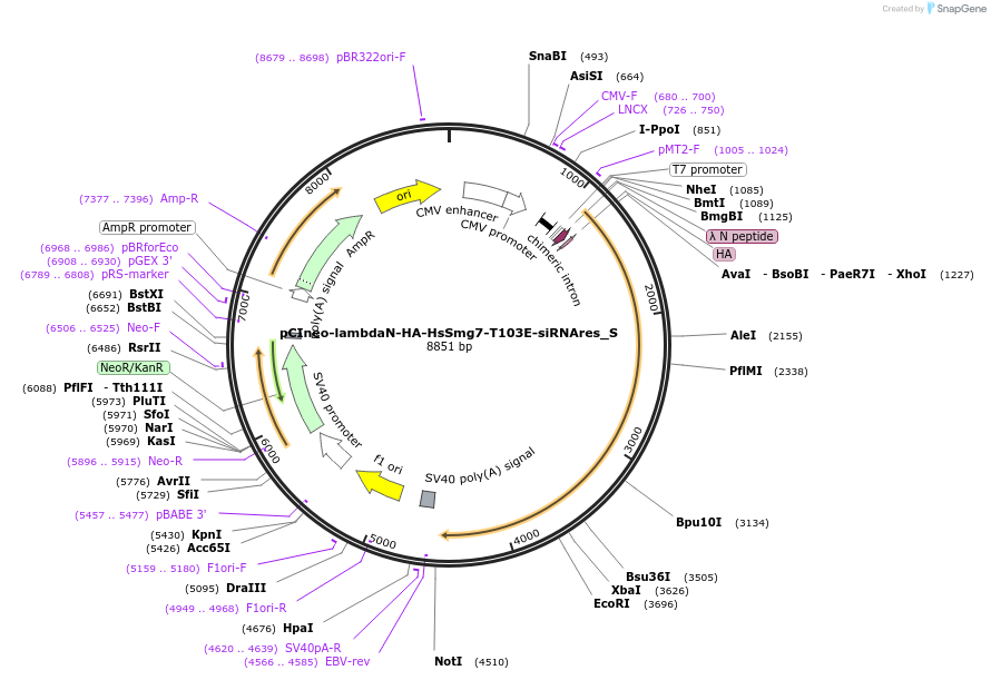 147464-plasmid-map-sequence-id-289911