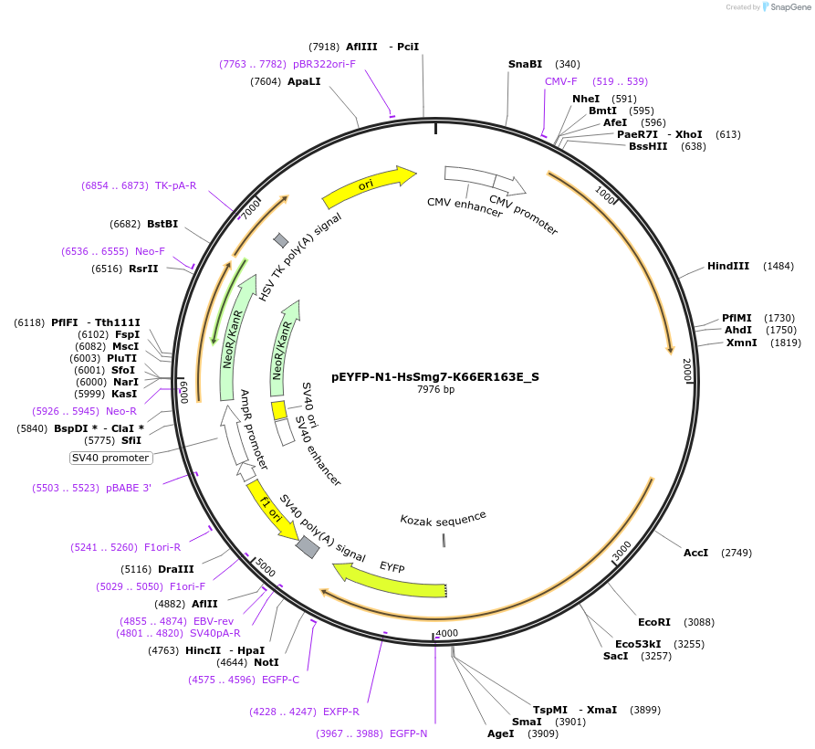 147479-plasmid-map-sequence-id-289926