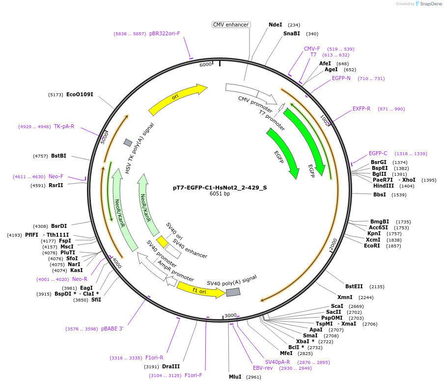 147495-plasmid-map-sequence-id-289942