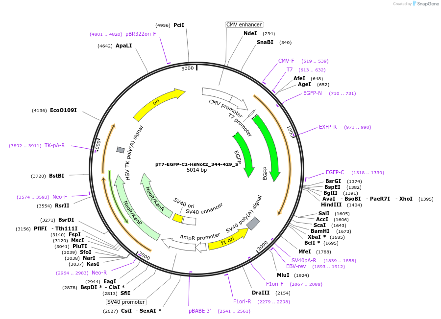 147496-plasmid-map-sequence-id-289943