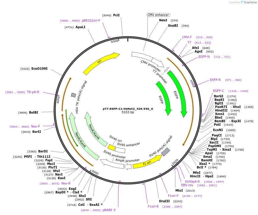147497-plasmid-map-sequence-id-289944