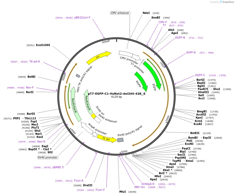 147498-plasmid-map-sequence-id-289945