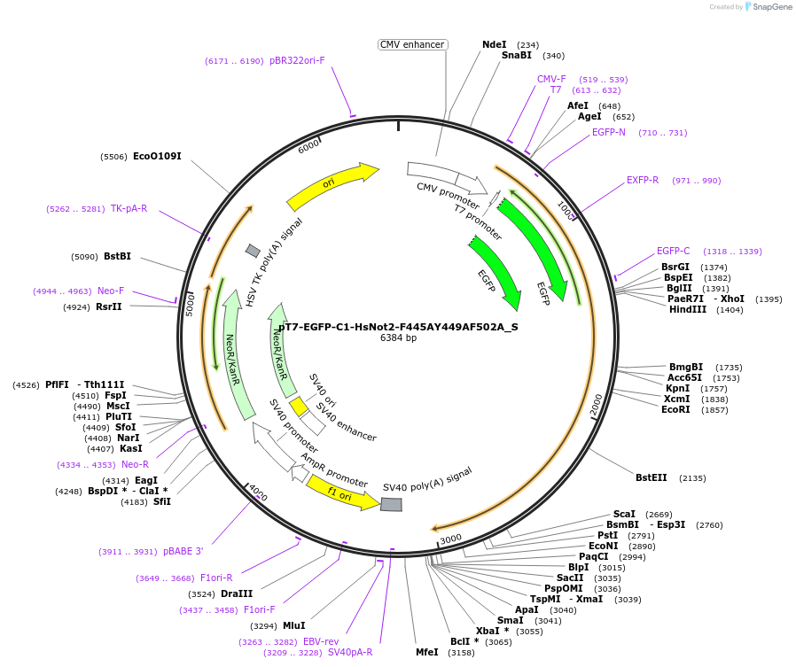 147500-plasmid-map-sequence-id-289947