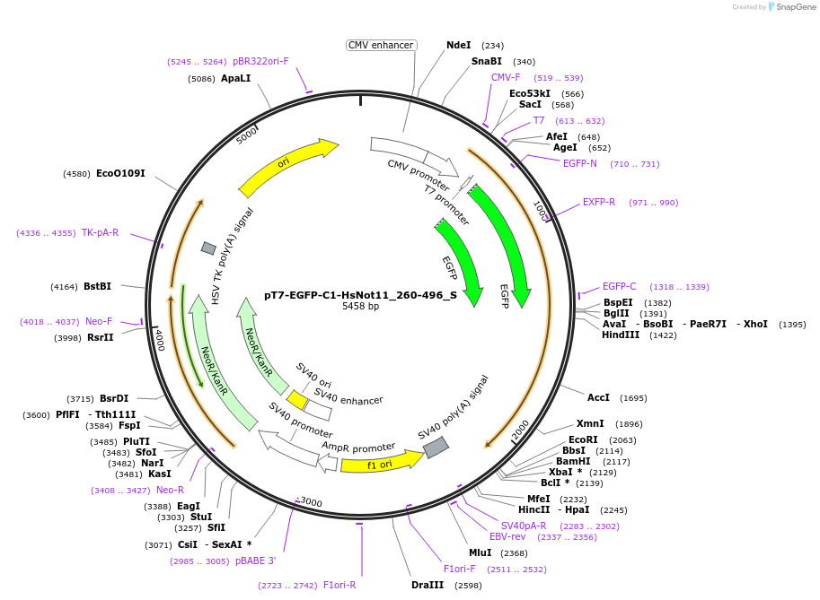 147541-plasmid-map-sequence-id-289988