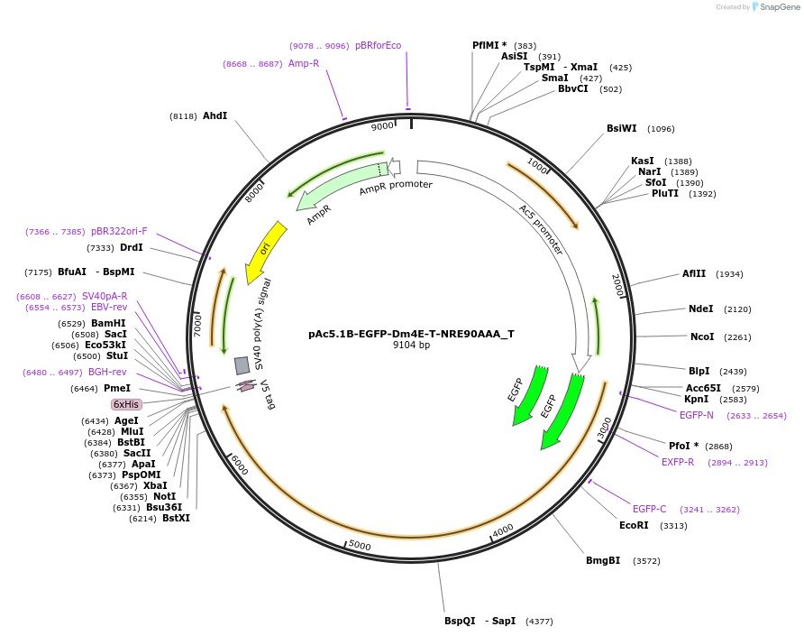 147577-plasmid-map-sequence-id-290024