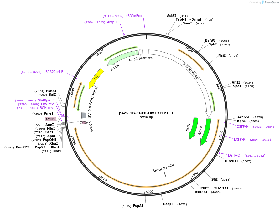 147578-plasmid-map-sequence-id-290025