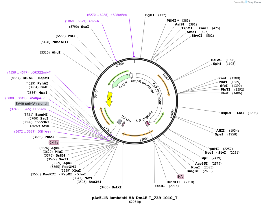 147581-plasmid-map-sequence-id-290028
