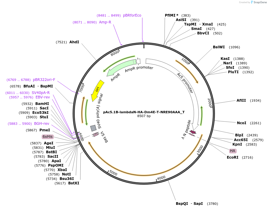 147582-plasmid-map-sequence-id-290029