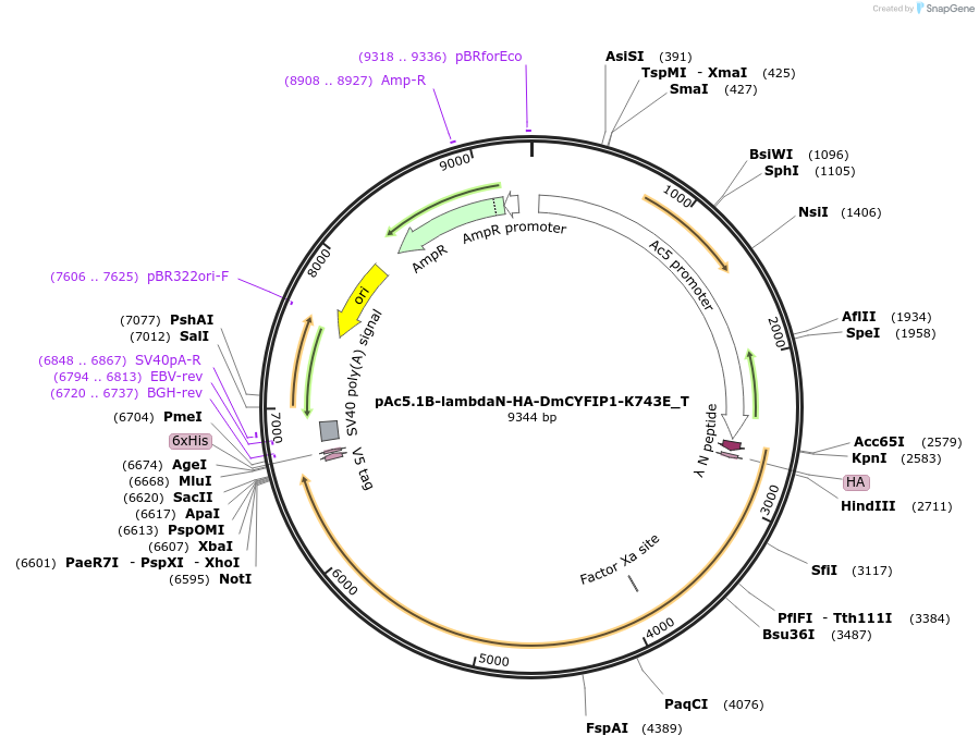 147587-plasmid-map-sequence-id-290034