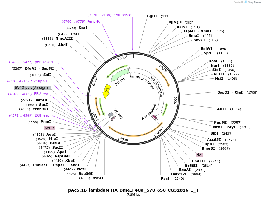 290035_map