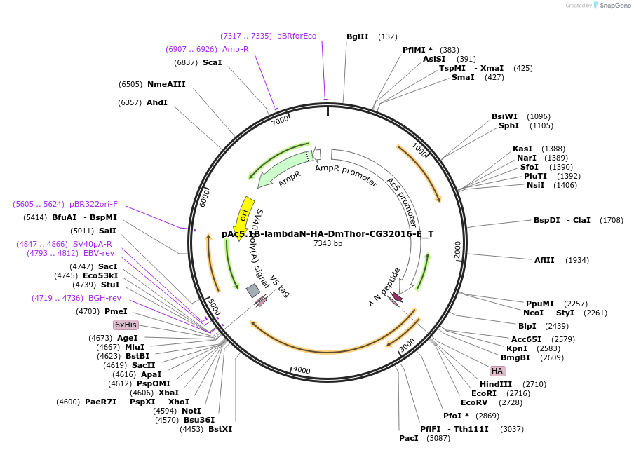 147590-plasmid-map-sequence-id-290037