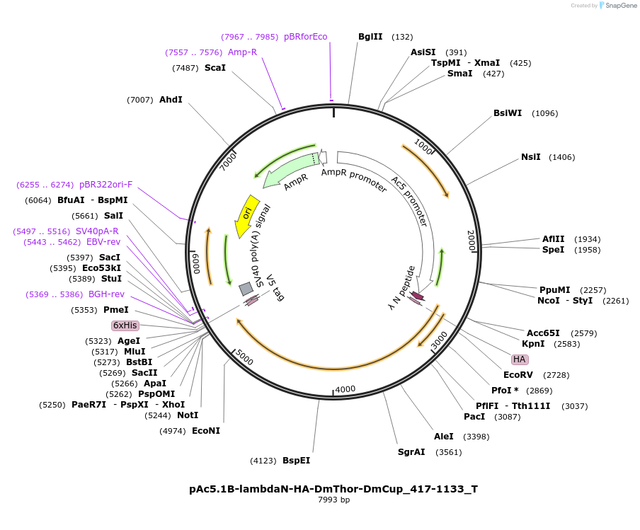 147591-plasmid-map-sequence-id-290038