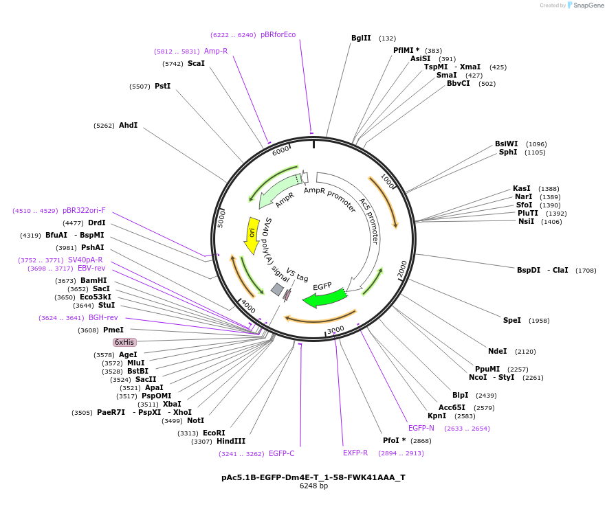 147597-plasmid-map-sequence-id-290044
