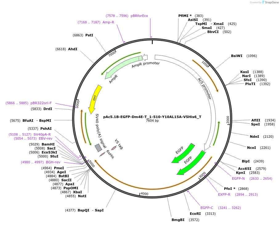 147600-plasmid-map-sequence-id-290047