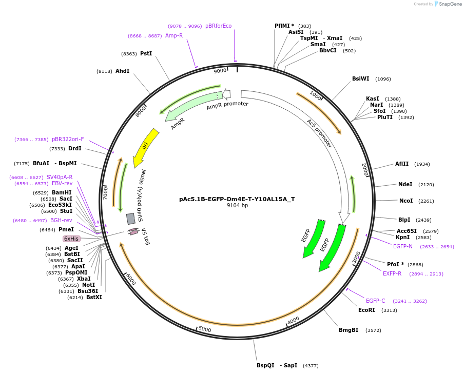 147605-plasmid-map-sequence-id-290052