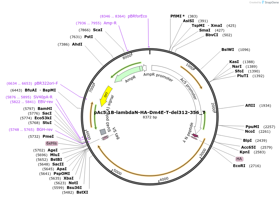 147610-plasmid-map-sequence-id-290057