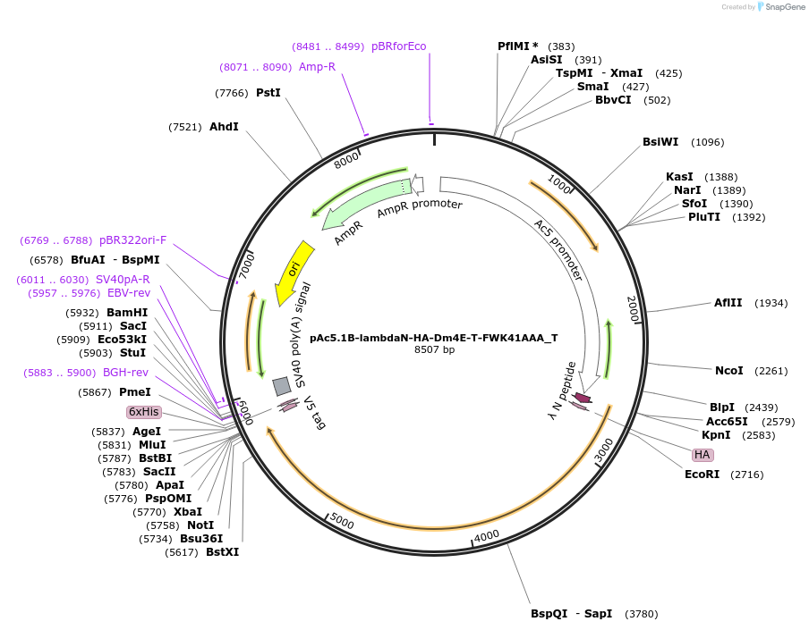147611-plasmid-map-sequence-id-290058