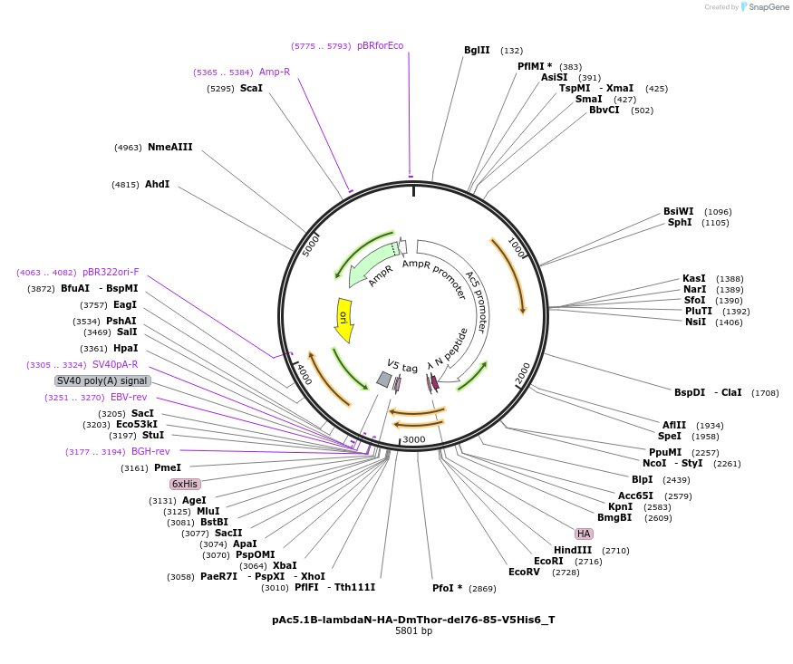 147613-plasmid-map-sequence-id-290060