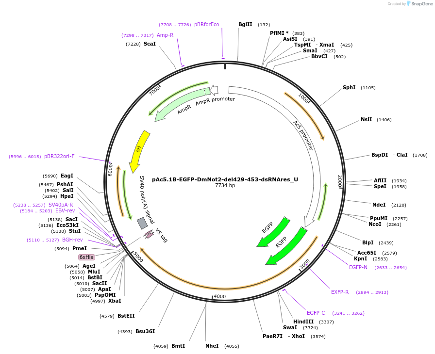 147699-plasmid-map-sequence-id-290146